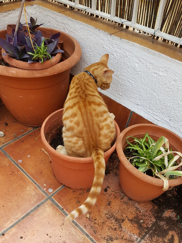 Because, Why Use The Toilet?