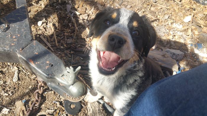 My Girl Diesel The Day I Brought Her Home