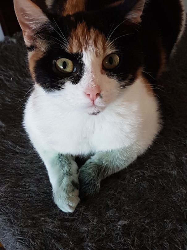 You Know When You Are Almost Finished With Painting The Stairs White And Green... And She Desides It Would Be Fun To Jump In The Can Of Green Paint, Panic And Run All Over The Freshly Painted White Steps.... Can't Stay Mad At That Face Though