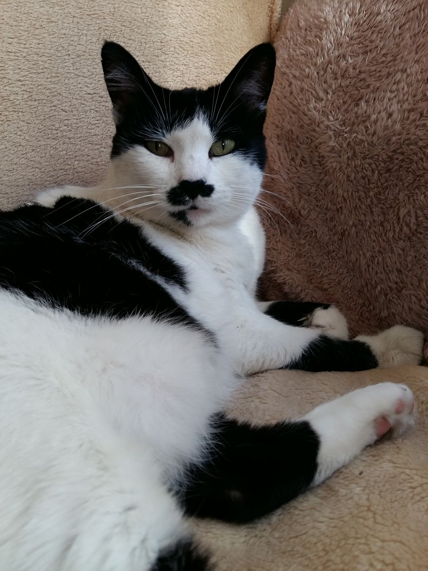 Mau Is A Happy Cat Now