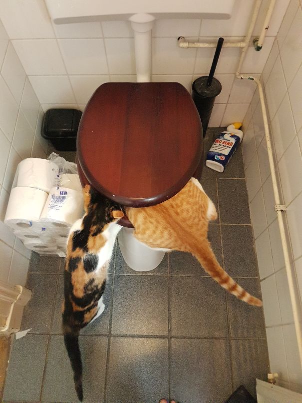 They Both Have A Bowl Of Fresh Water Each