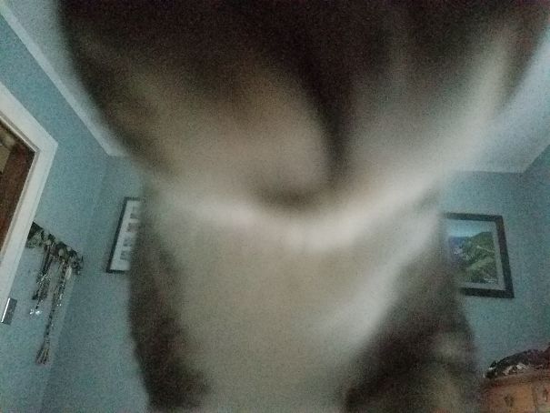 3am: My Teeny Tiny Cat Put His Teeny Tiny Mouth Next To My Teeny Tiny Eat And Roared. Jerk