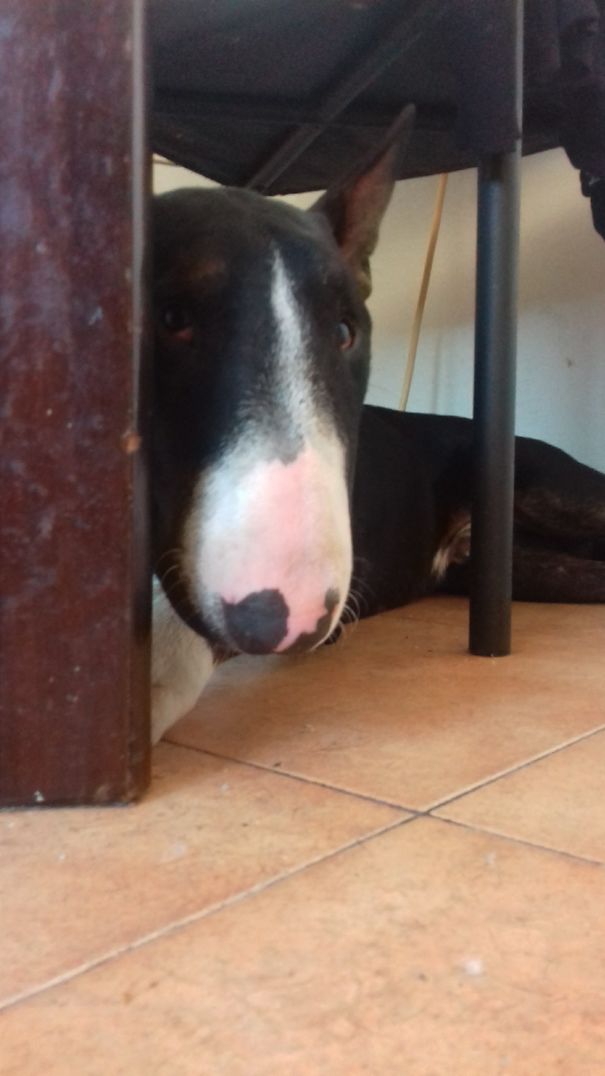 I Did Nothing Bad! I Swear !