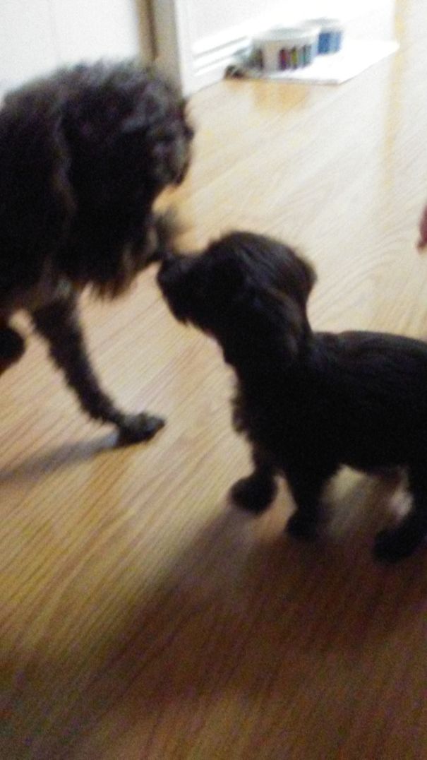 Only A Couple Minutes After, He(Left) Peed On The New Puppies(Right) Head