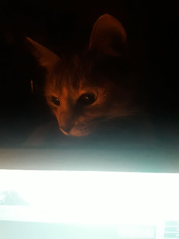 Mina Judges You While You're In The Computer..