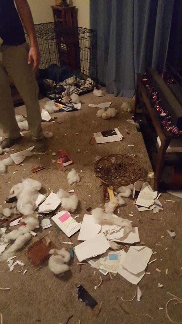 Came Home From Dinner At My Parents' House. Our 2 Yr. Old Pit Was Upset At Being Left Home.