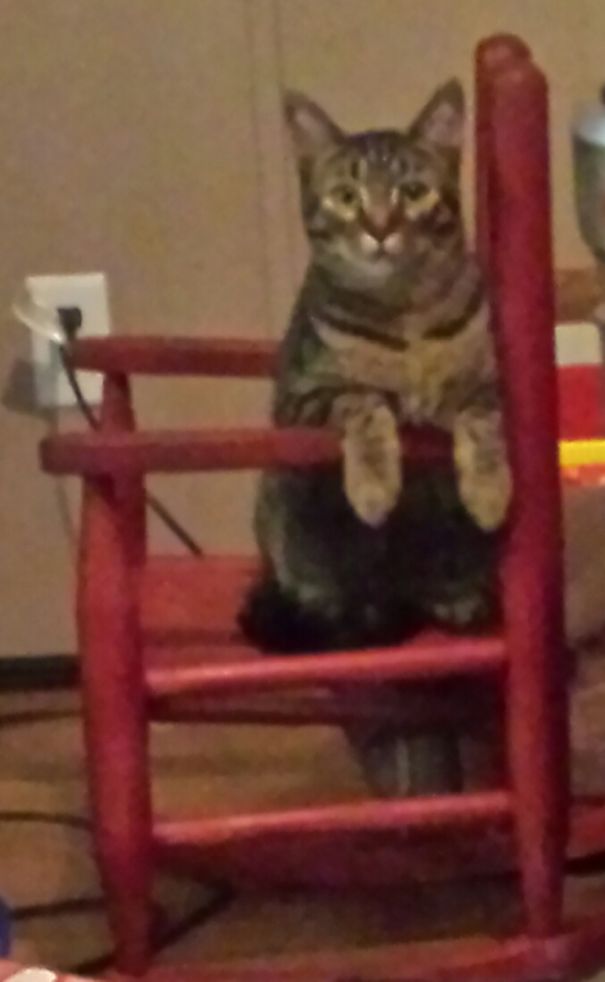 Our Cat, Rooster, Would Steal My Son's Rocking Chair And Attack Him Every Time He Came Near It.