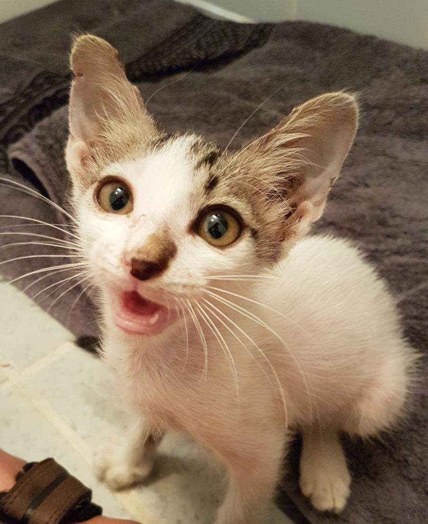 Alone And Scared .... "Joey" Is Now Safe And Loved