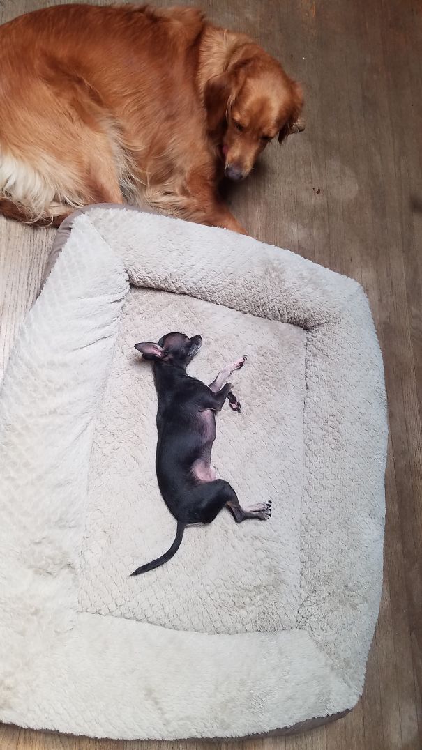 My 3 Lb Rocky Has Stolen His 93 Lb Brother, Tucker's Bed.