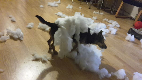 So My Pup Fell Out With The Scatter Cushion....