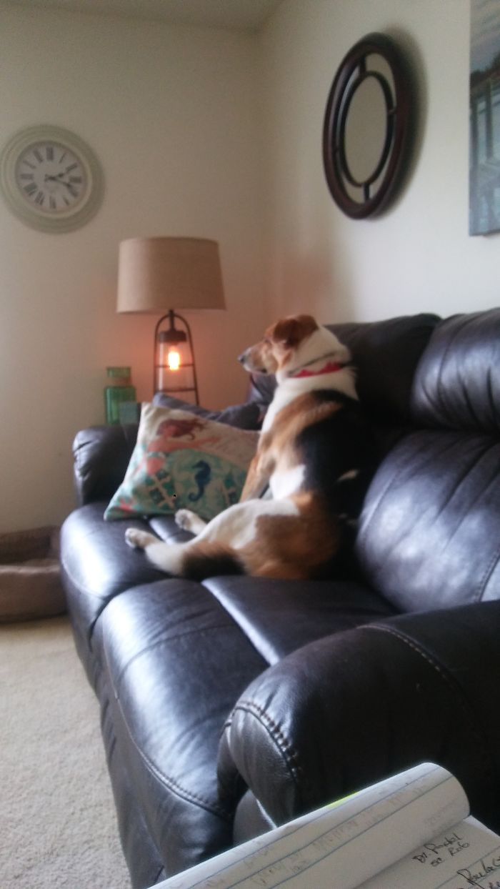 She Waits For Her Owner Every Day At 3 Like This