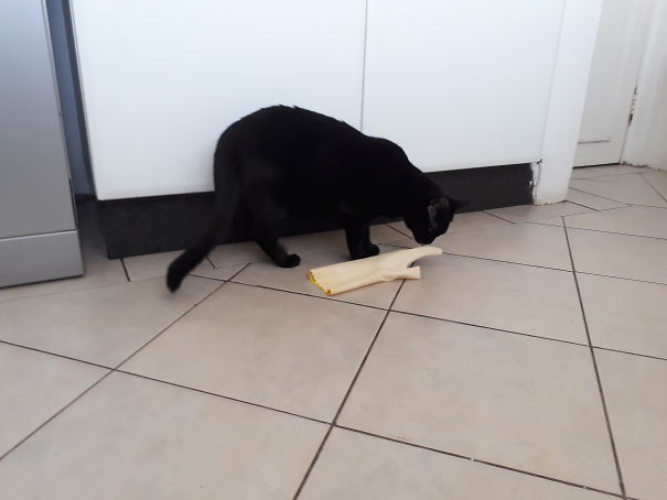 She Stole My Washing Gloves.