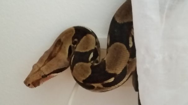 Spider Plant Is Dead, Your Yucca Is Next