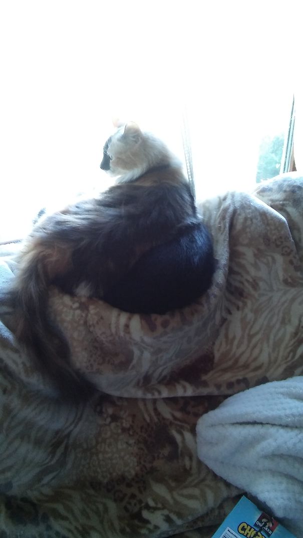 Plenty Of Room On The Couch, But She Sits On The Kitten