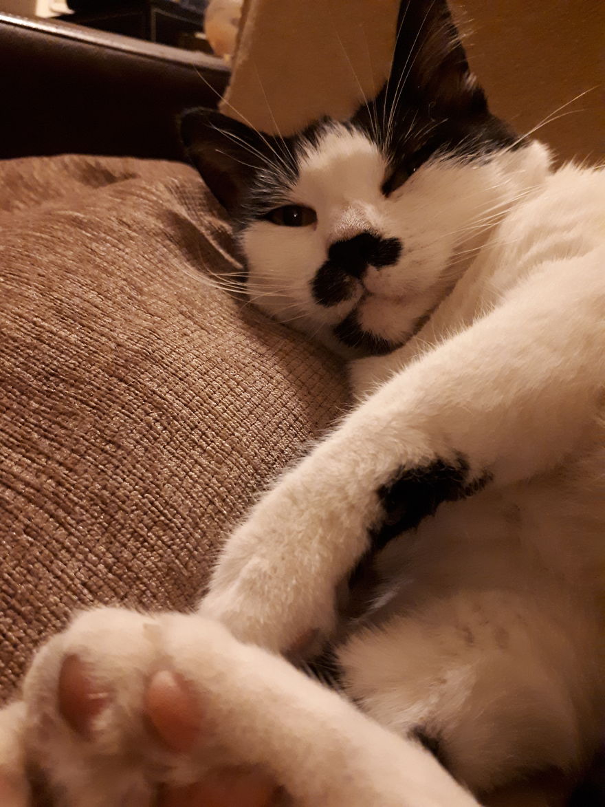 Mau Was Living On The Streets, Now She Is Very Spoiled And She Has Her Own Bed