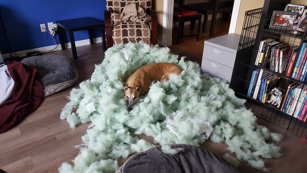 What? I Told You I Do What I Want!