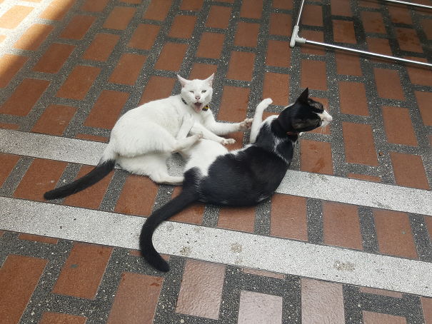 Them Faces As They Settle Their 1 On 1 Fight