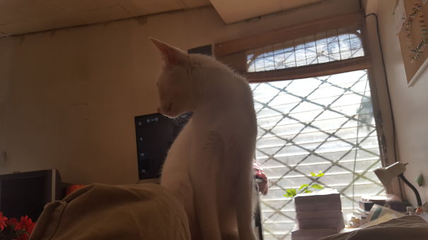 She Is More Important Than My Tv Show