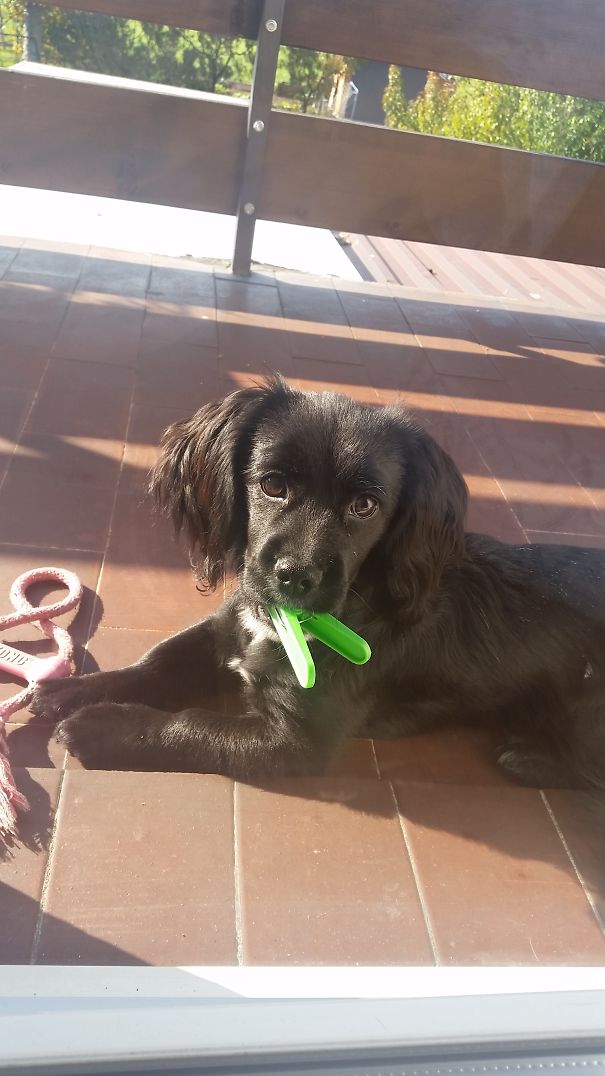 I Kept Wondering Where The Laundry Clippers Were Disappearing... Until I Caught Her In The Act.