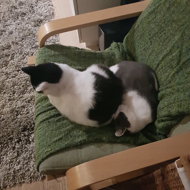 Your Face Seems A Good Place To Sit On