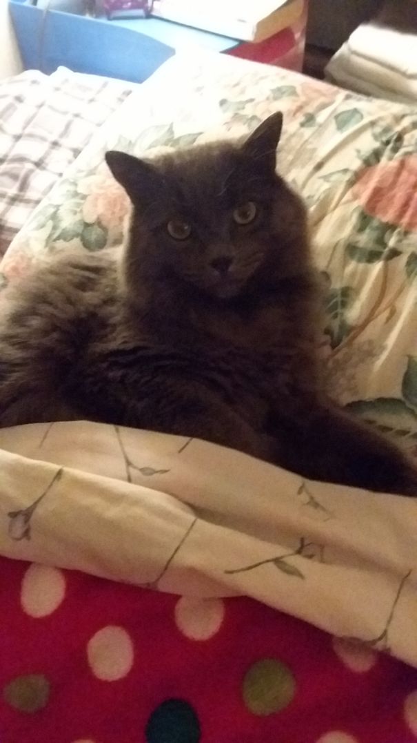 She Does This Every Night. She Also Steals Chairs And Other Warm Spots.