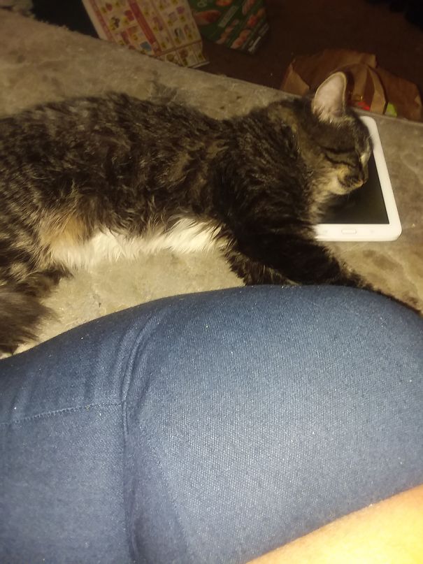 My Cat Decided I Don't Need To Read Before Bed Tonight