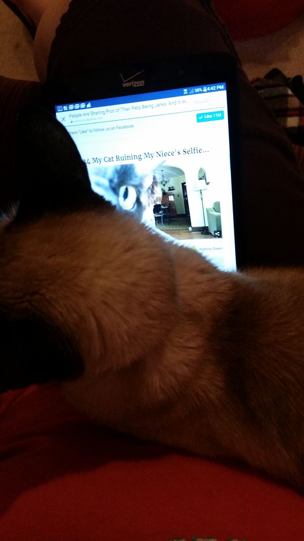 Sabrina Being A Jerk When She Sees I'm Looking At Pictures In Here Of Pets Being Jerks. I Was On Page 13, She Wiggled And Sent Me To Page 1. (Sigh..)
