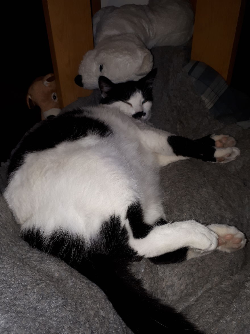 Mau In Her Own Bed, With Her Toys