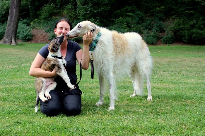 First Day With Our New Borzoi Pup. It Was Love At First Sight! Melichar And Hektor Are Just The Best Dogs I Could Wish For.