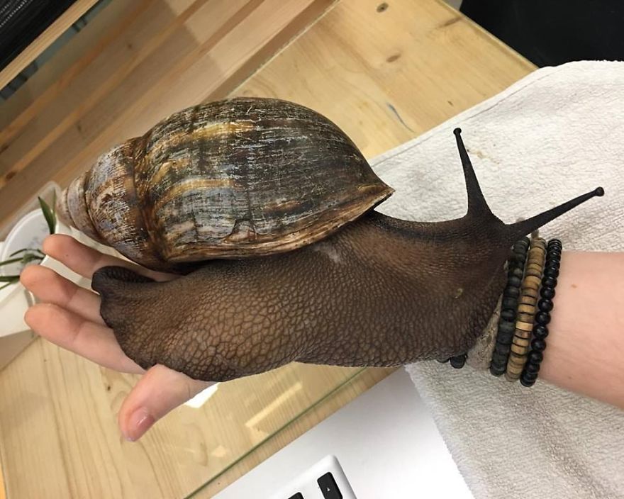 Insect Breeder Presents &lsquo;The Biggest Snail You Will Ever See&rsquo;