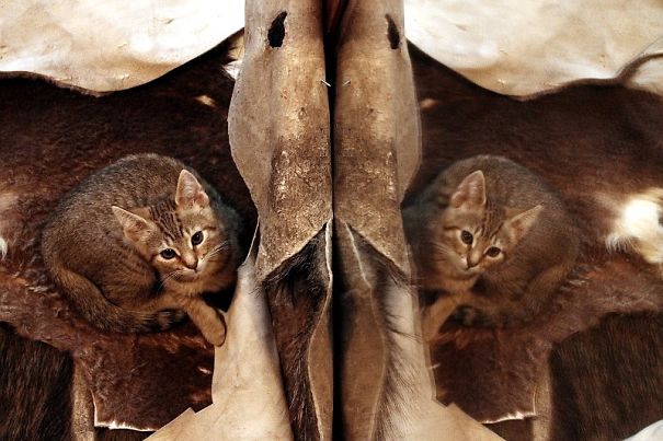 Helpful Paws In My Workshop, Part 2