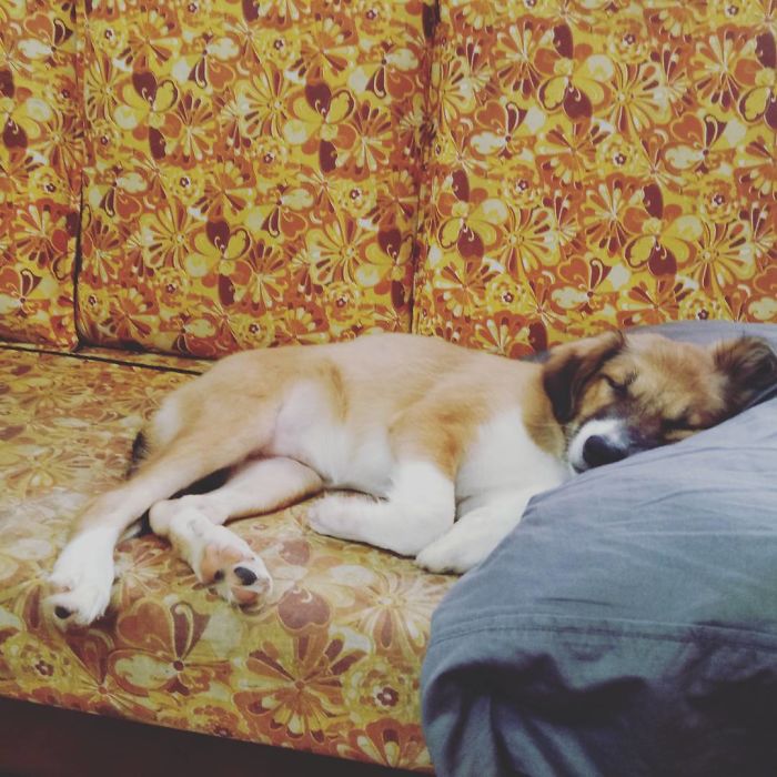 Sleeping On My Human's Pillow