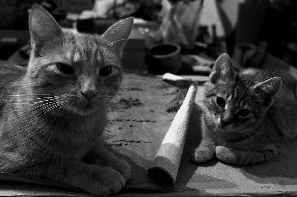 Helpful Paws In My Workshop, Part 2