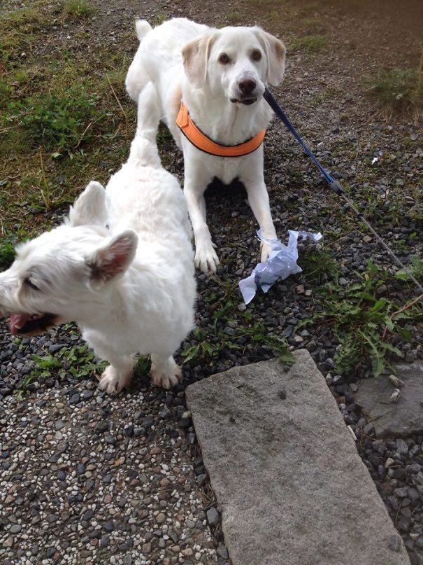 We Helped Bring The Mail In And Shred The Bills For You Mum!