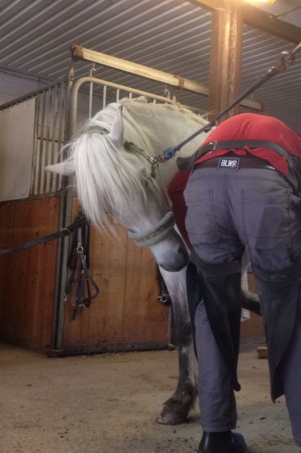 She Likes To Thank The Farrier For Doing Her Feet By Scratching His Butt, With Her Teeth
