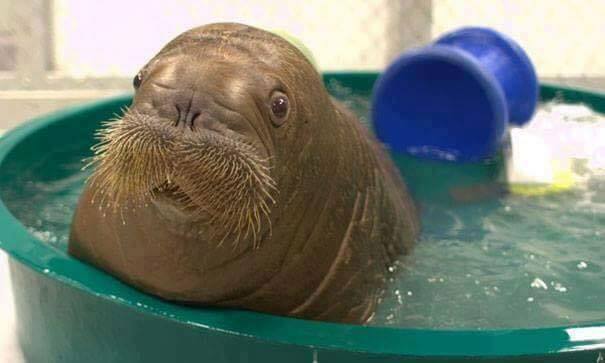 Animals In Their Baby Stage. How Wonderful