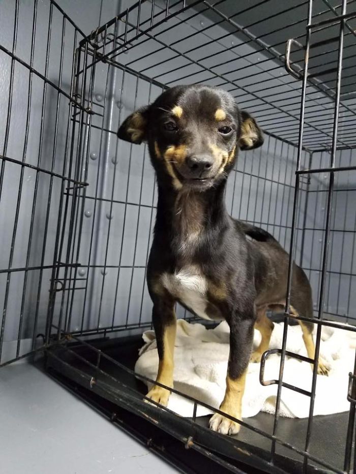 The Internet Fell In Love With This Rescued Dog With A Beautiful Smile On His Face And Everyone Wants To Adopt Him The Internet Fell In Love With This Rescued Dog With A Beautiful Smile On His Face And Everyone Wants To Adopt Him