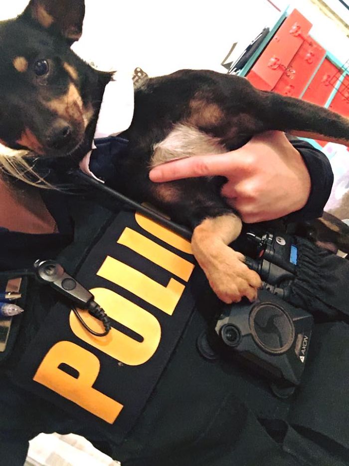 The Internet Fell In Love With This Rescued Dog With A Beautiful Smile On His Face And Everyone Wants To Adopt Him The Internet Fell In Love With This Rescued Dog With A Beautiful Smile On His Face And Everyone Wants To Adopt Him