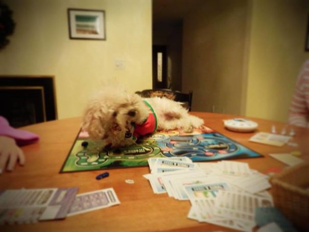 Timmy Always Has To Be The Center Of Attention.