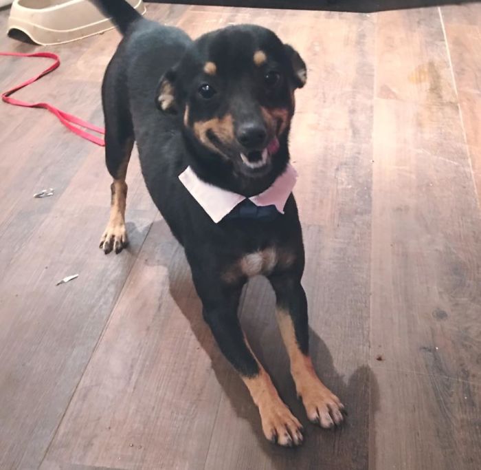 The Internet Fell In Love With This Rescued Dog With A Beautiful Smile On His Face And Everyone Wants To Adopt Him The Internet Fell In Love With This Rescued Dog With A Beautiful Smile On His Face And Everyone Wants To Adopt Him