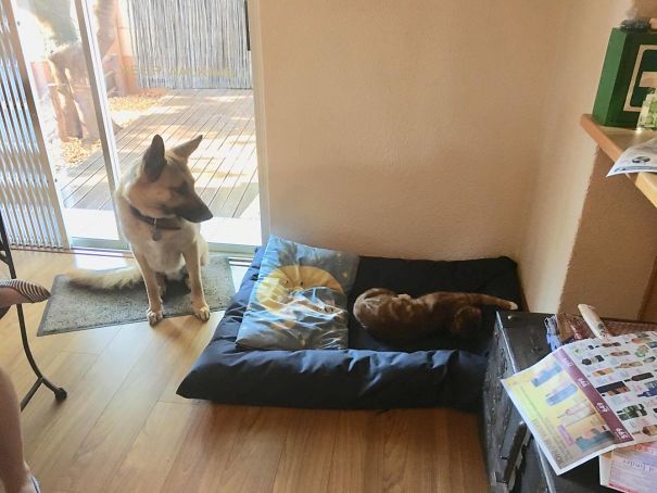 Bought My Dog A Bed For His Painful Hips. The Cat Stole It.