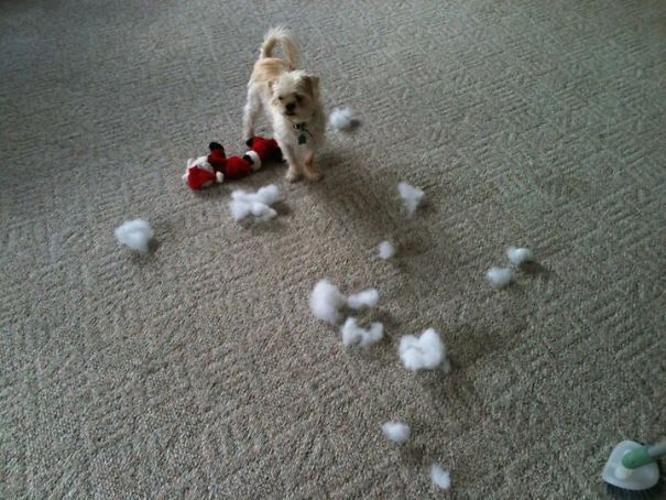 Santa Forgot His Chew Toy, So He Eviscerated Him.