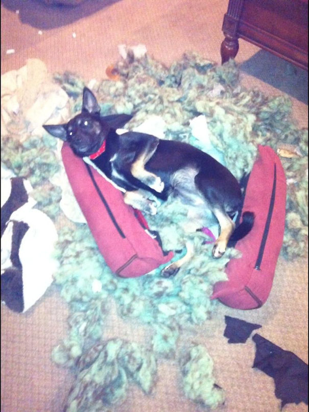 Piper’s Bed Exploded!