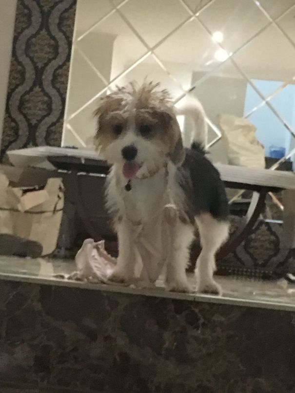 Because She Hates Her Collar And She Tought It Is Not Fancy Enough