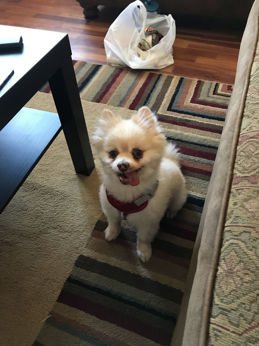 Troy The Pomeranian