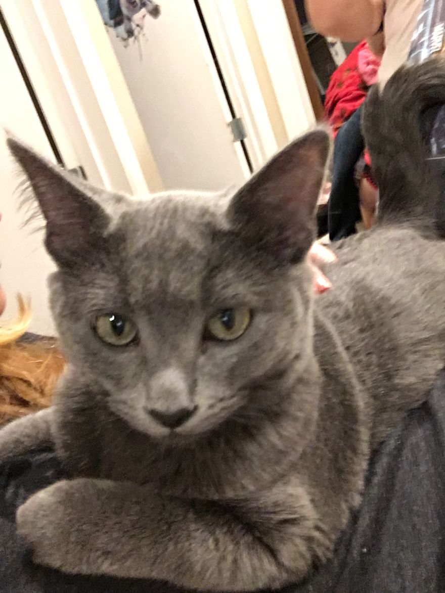 My Little Baby. Rescued Him When He Was 5 Weeks Old. Dropped Off On Our Doorstep. True Sweetie.