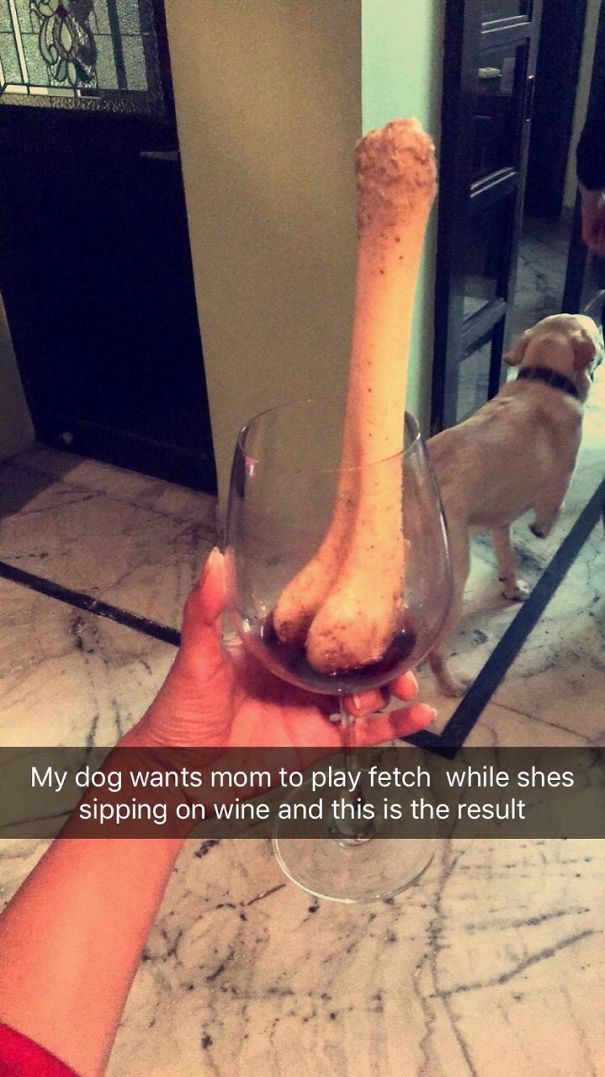 Fetch Or Wine. You Decide🤓