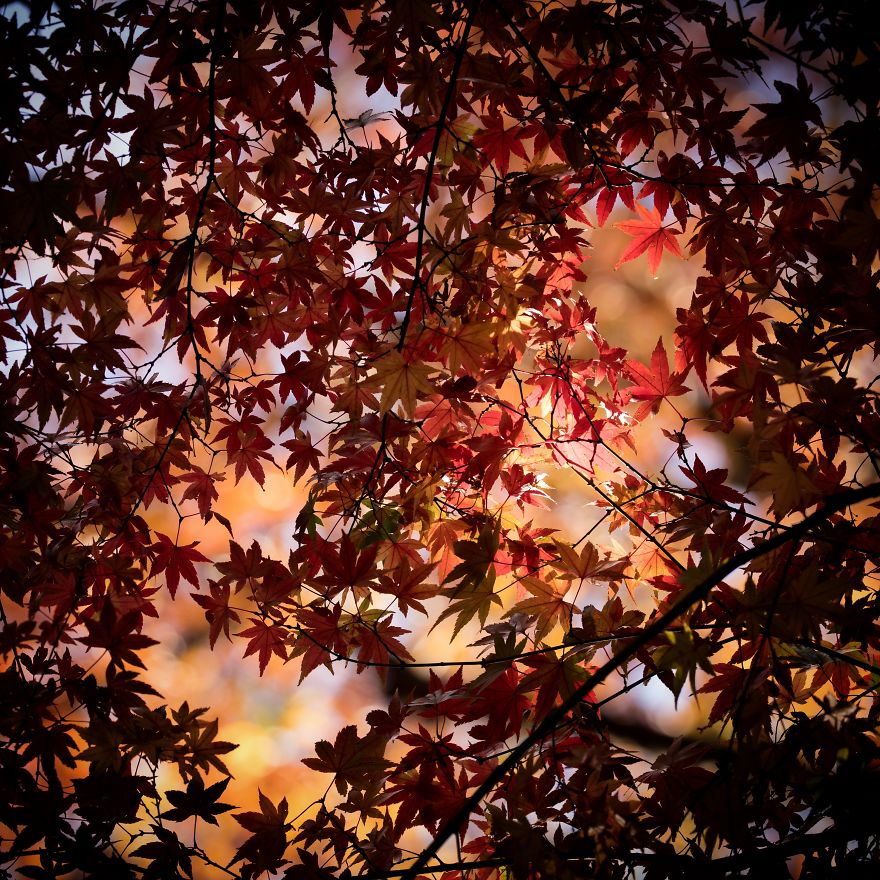 Nature In Japan In The Visual Haiku Style