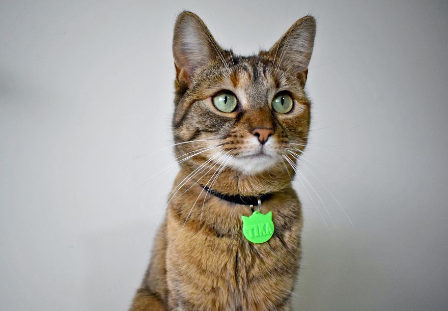 3d Printed Cat Accessories 3d Printed Cat Accessories