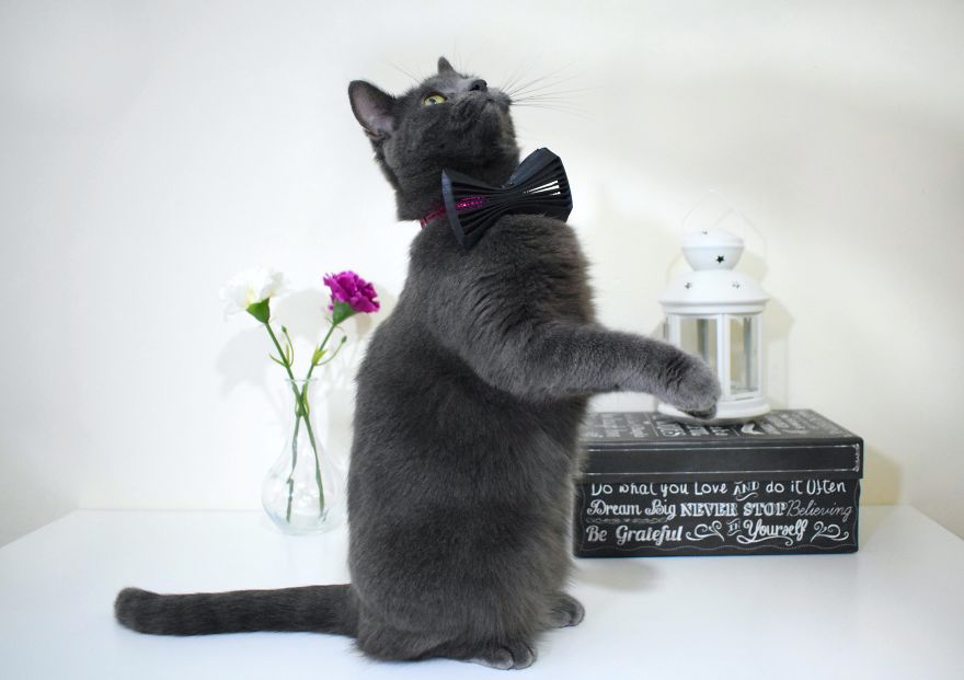 3d Printed Cat Accessories